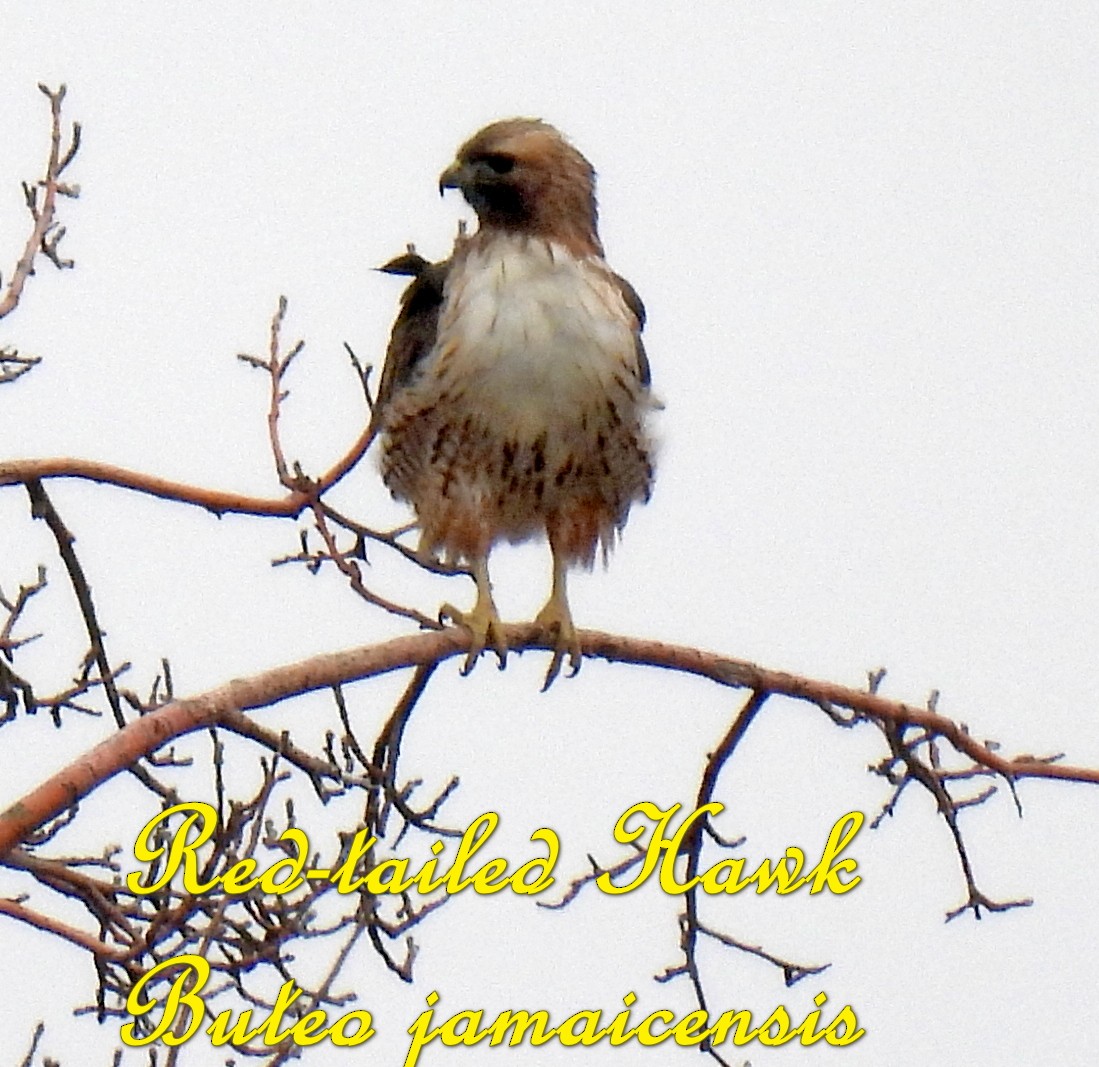 eBird Checklist - 23 Mar 2024 - 810 West Lone Pine Lane, Mapleton, Utah ...