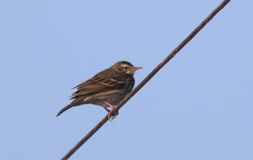 Olive-backed Pipit - ML616379939