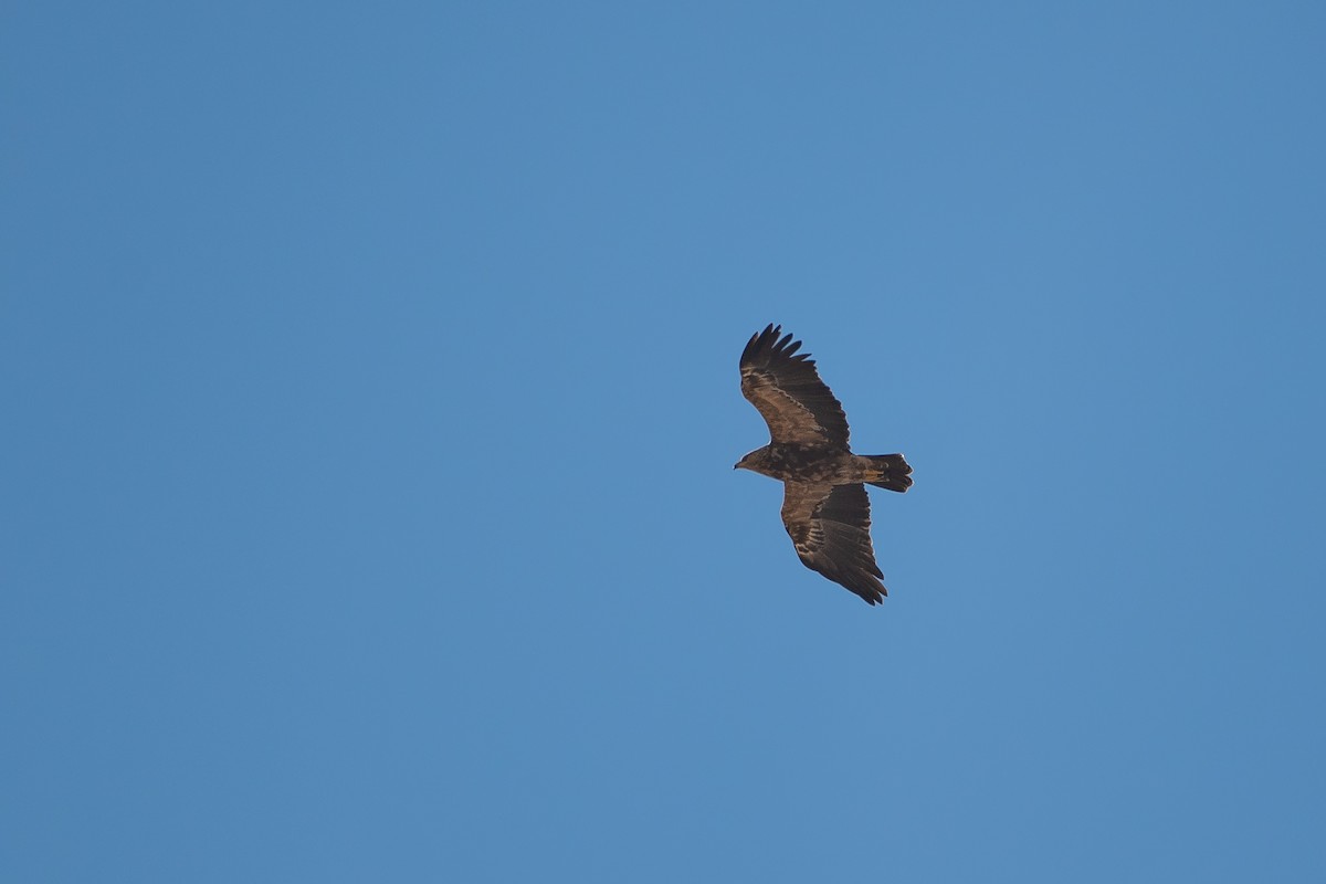 Lesser Spotted Eagle - ML616379979