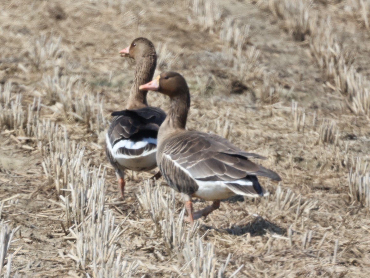 Greater White-fronted Goose - ML616380006