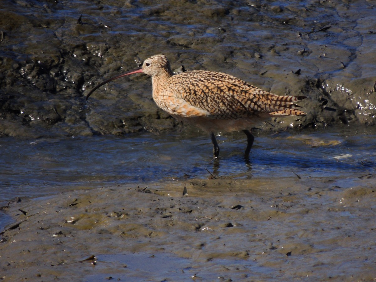 Long-billed Curlew - ML616380034