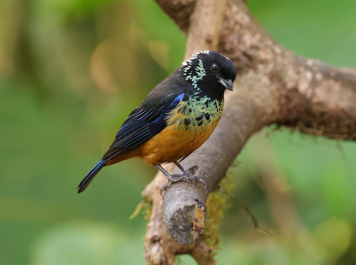 Spangle-cheeked Tanager - ML616380063