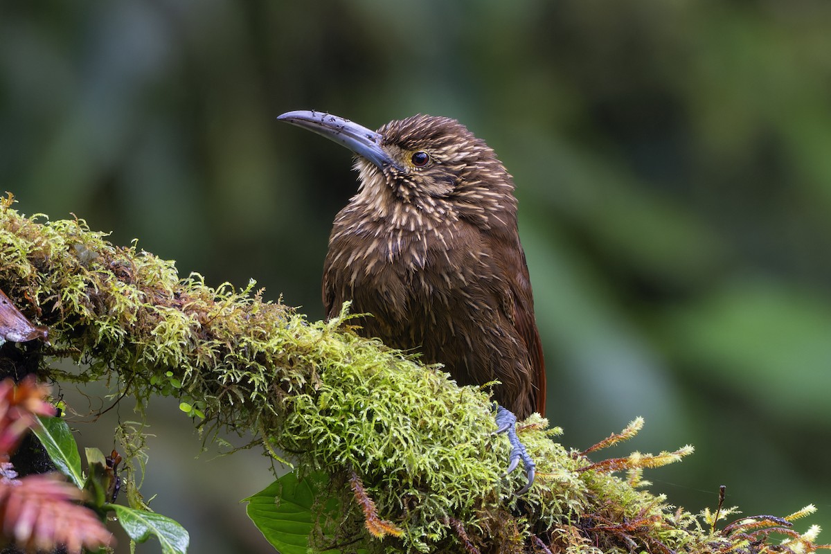 Strong-billed Woodcreeper - ML616380167