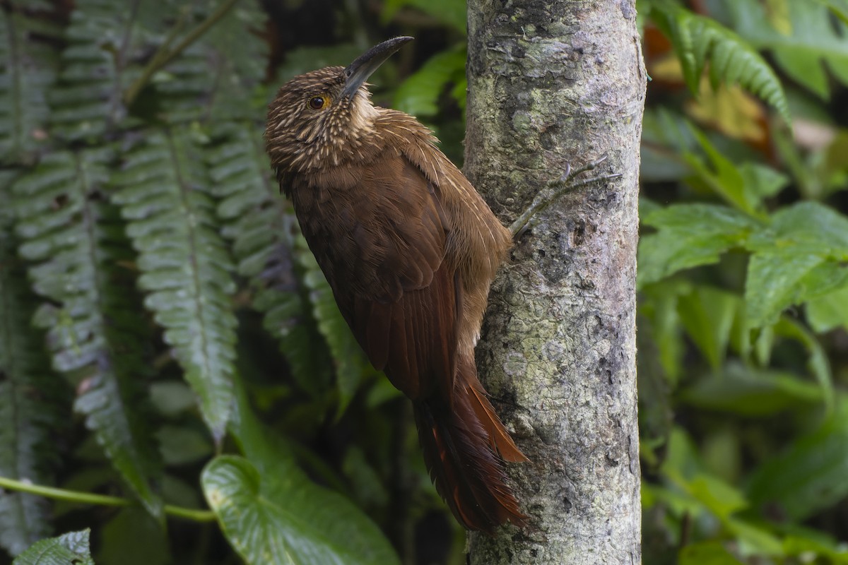 Strong-billed Woodcreeper - ML616380168