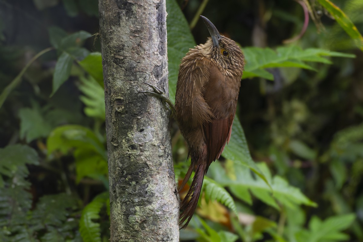 Strong-billed Woodcreeper - Jeff Maw