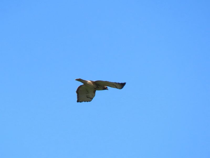 Red-tailed Hawk - ML616380178