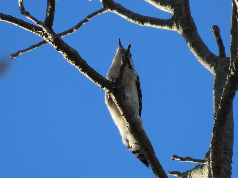 Downy Woodpecker - ML616380193