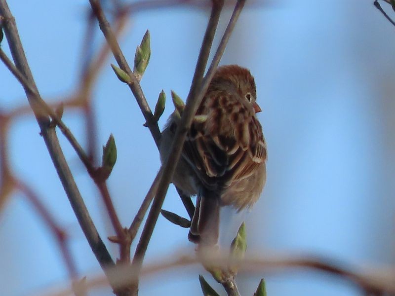 Field Sparrow - ML616380237