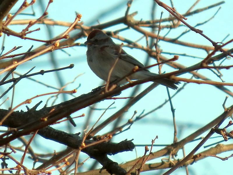 American Tree Sparrow - ML616380251