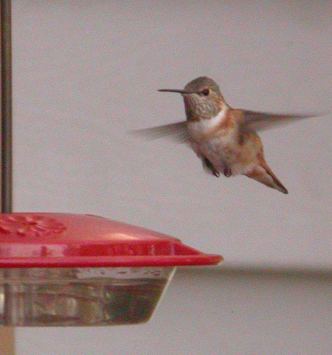 Allen's Hummingbird - ML616380273