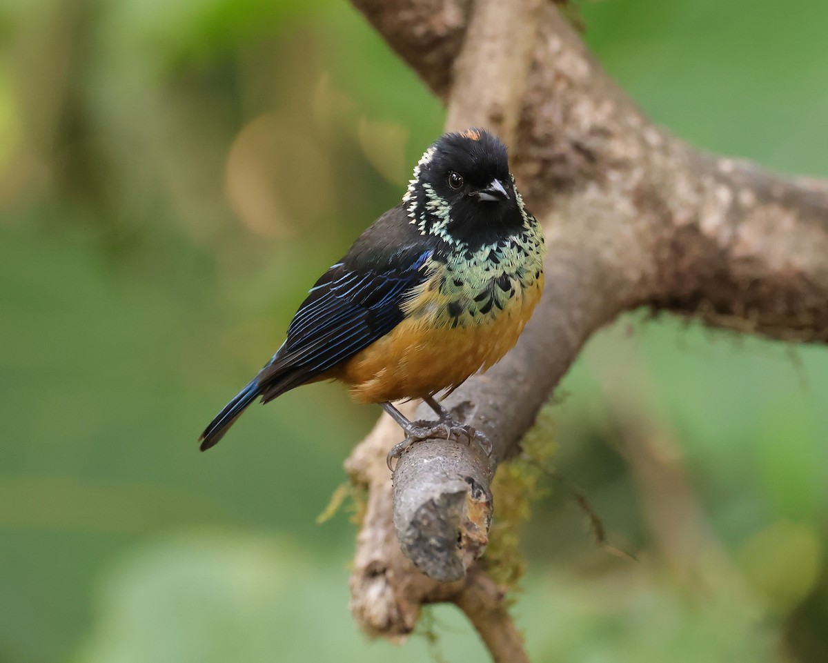 Spangle-cheeked Tanager - ML616380289