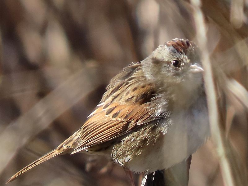 Swamp Sparrow - ML616380292