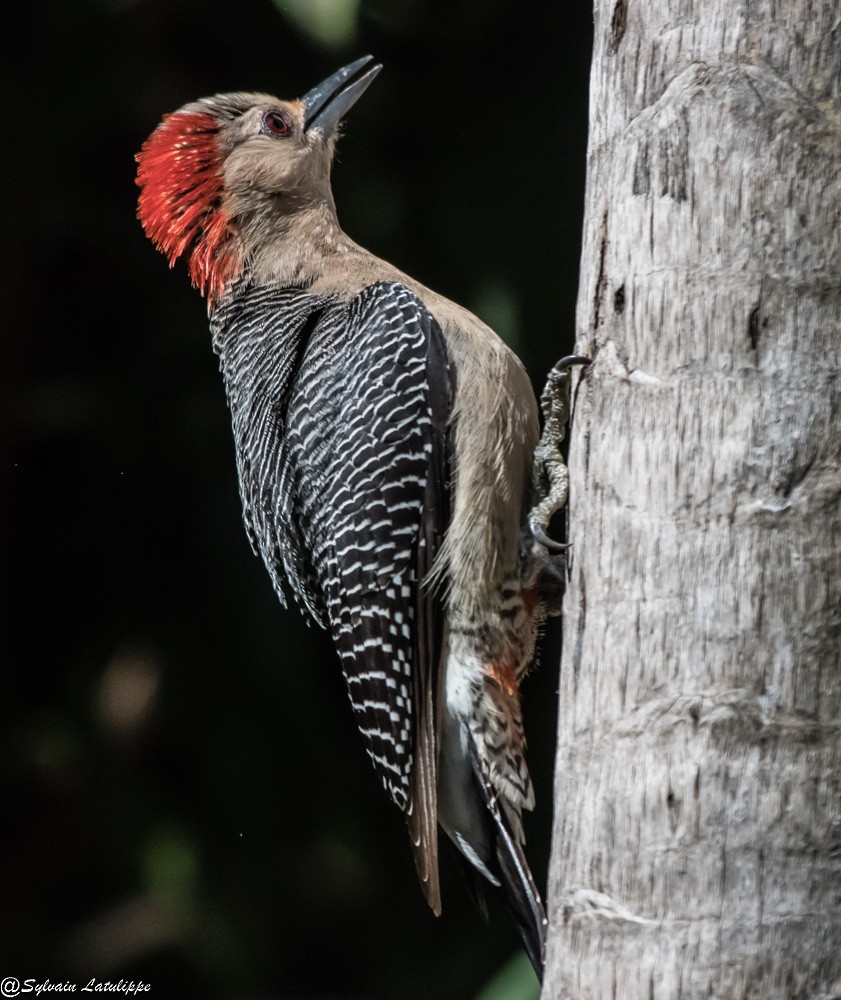 Golden-fronted Woodpecker - Sylvain Latulippe