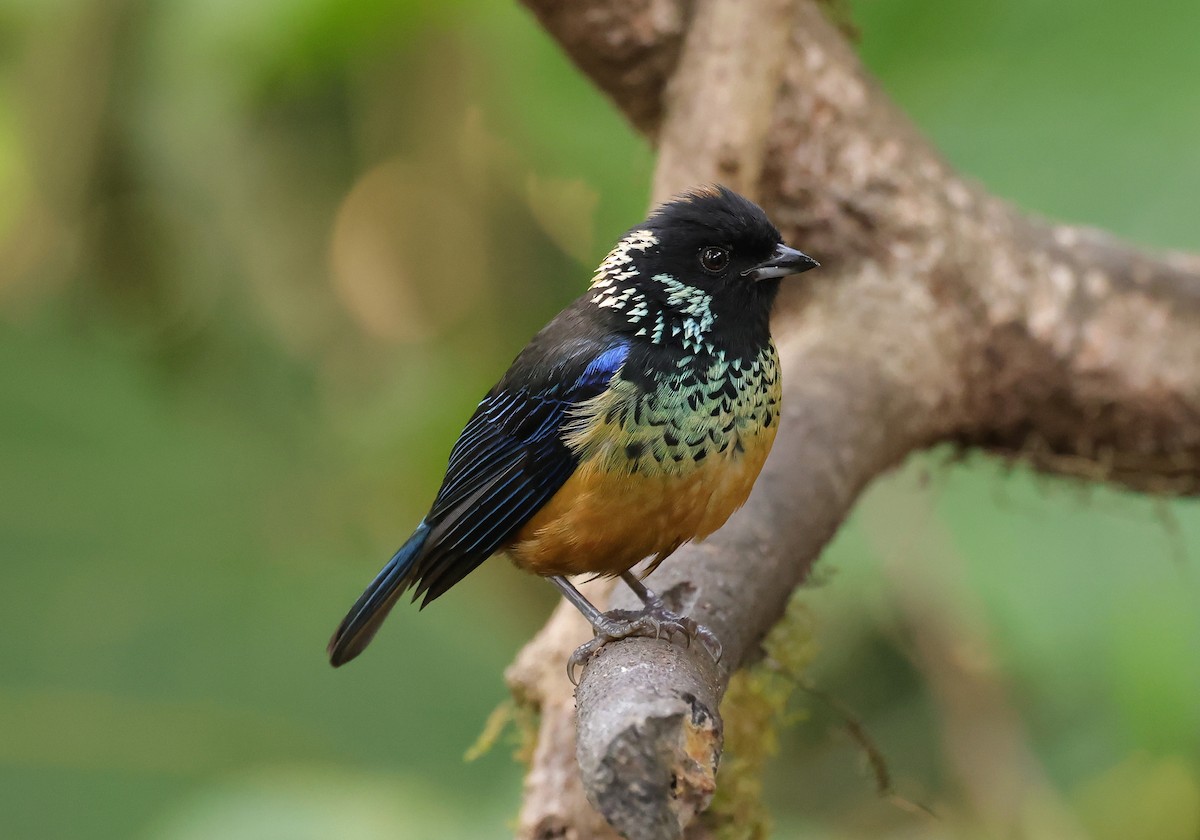 Spangle-cheeked Tanager - ML616380359