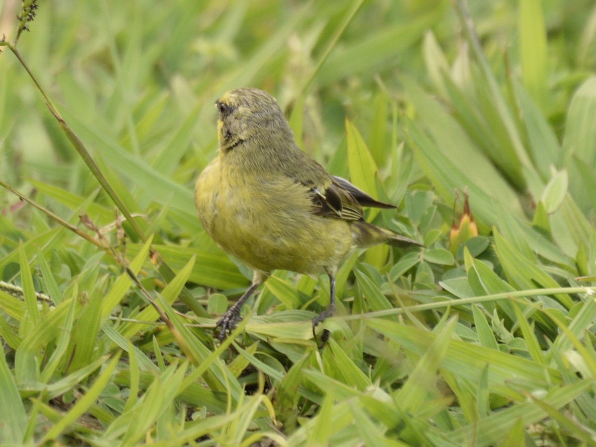 Yellow-fronted Canary - ML616380374