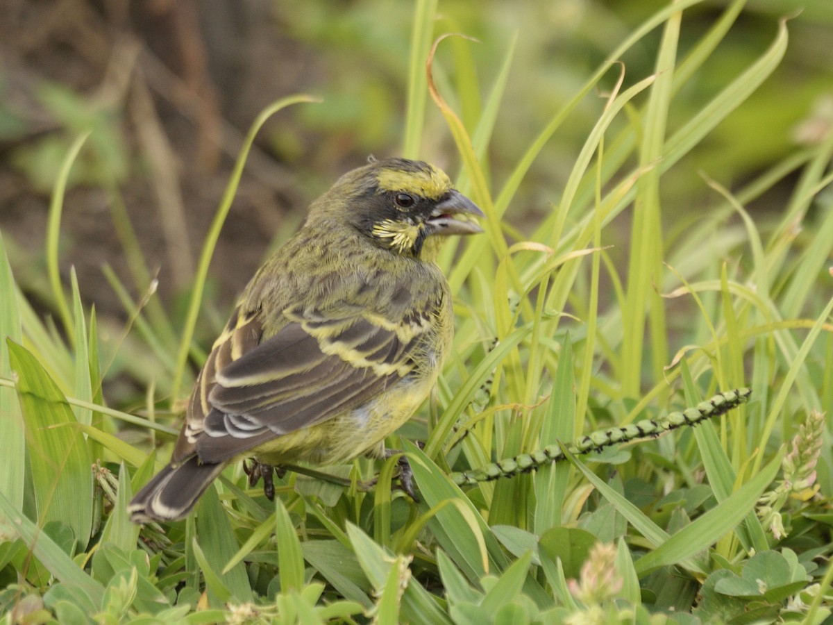 Yellow-fronted Canary - ML616380375