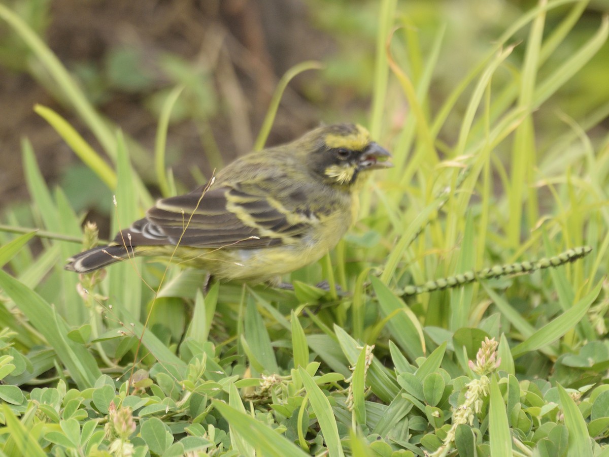 Yellow-fronted Canary - ML616380376