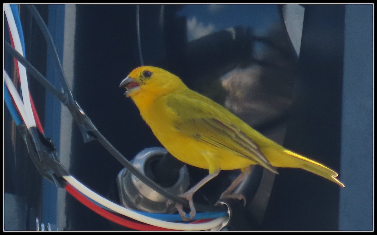 Orange-fronted Yellow-Finch - ML616380486