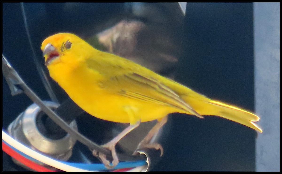 Orange-fronted Yellow-Finch - ML616380489