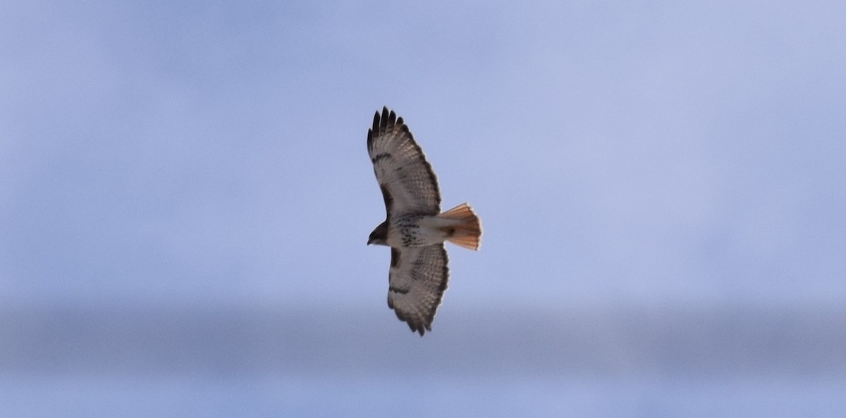 Red-tailed Hawk (borealis) - John Wright