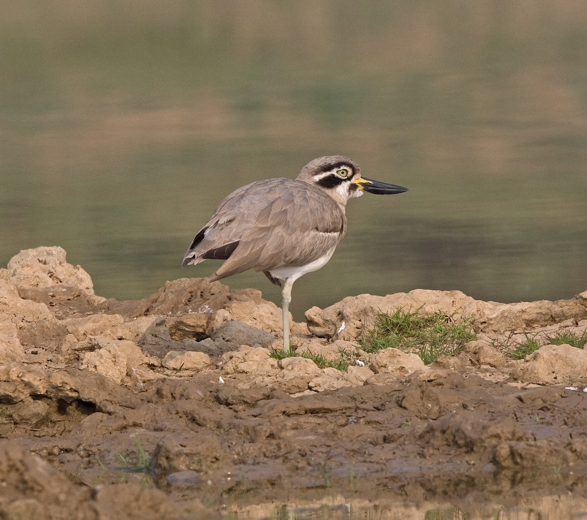 Great Thick-knee - ML616380632