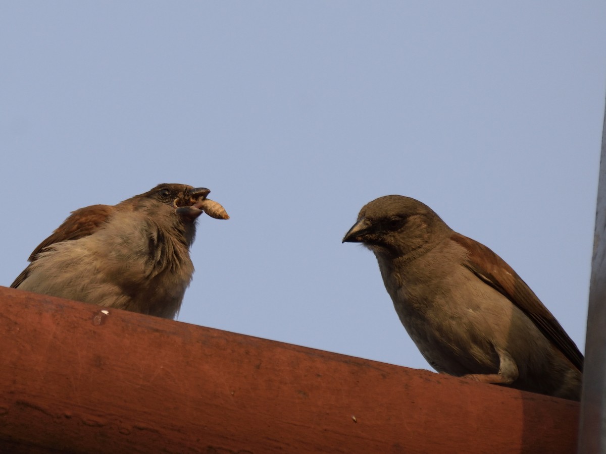 Northern Gray-headed Sparrow - MAYANK NAMDEO