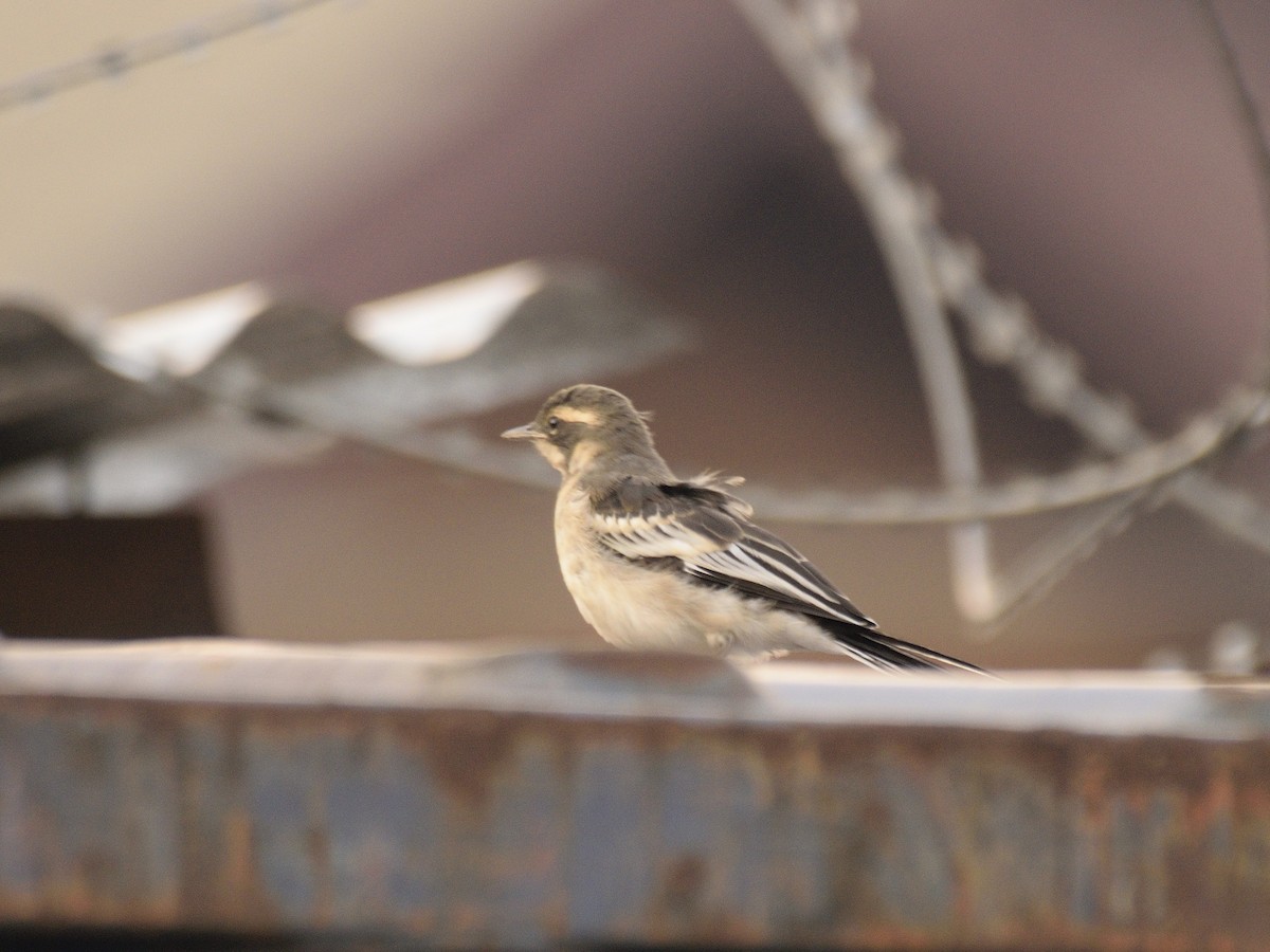 Cape Wagtail - ML616380667