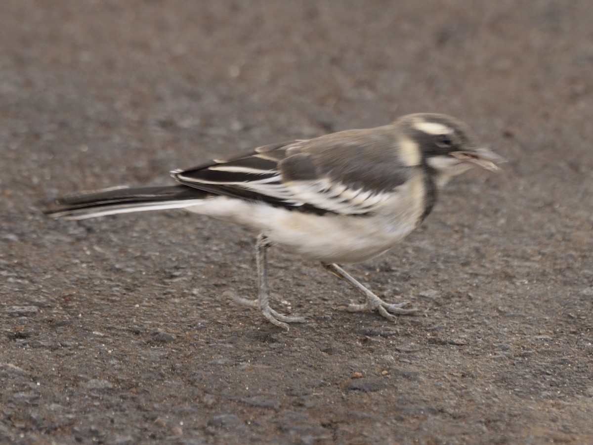 Cape Wagtail - ML616380668