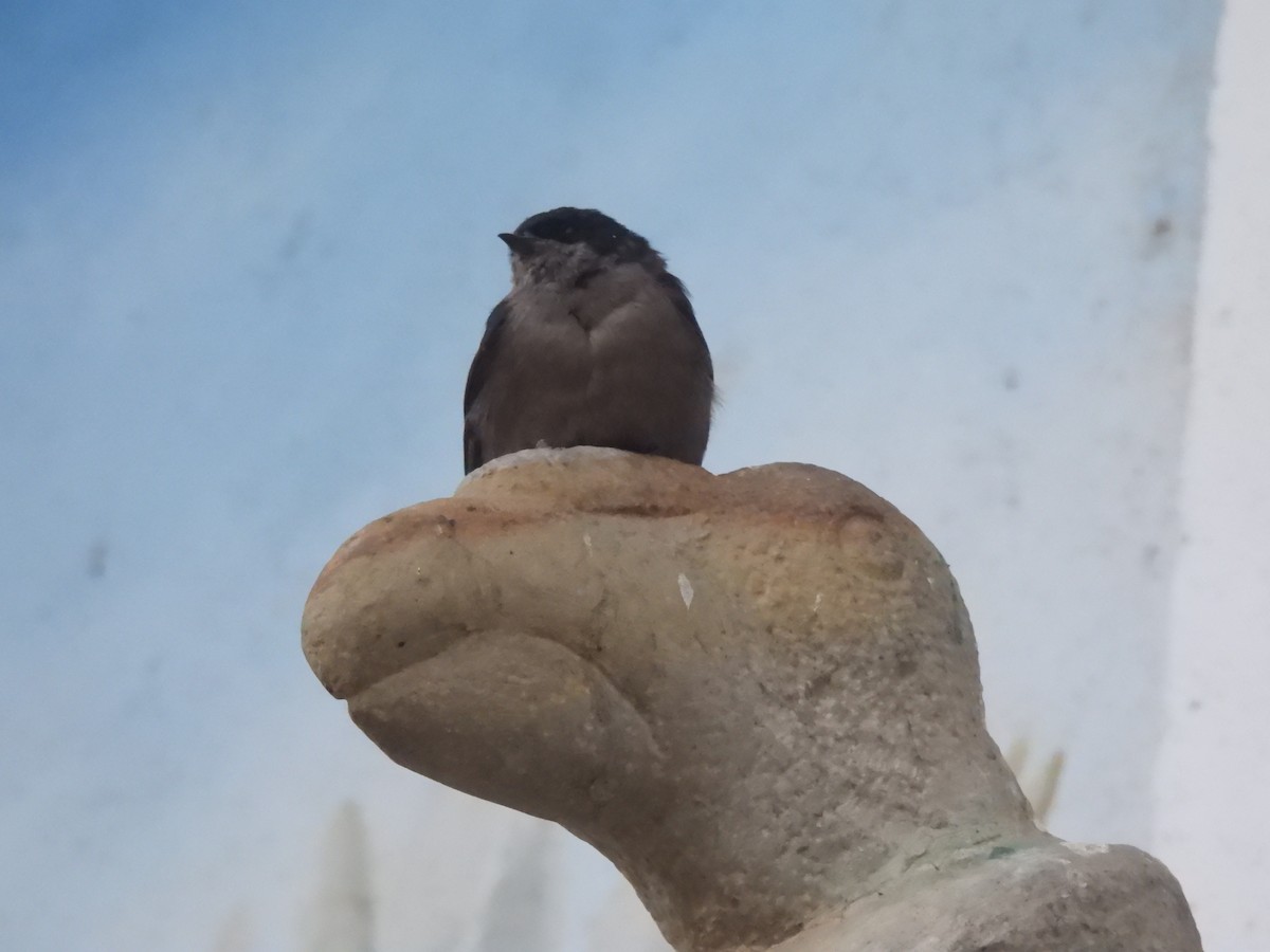 Brown-bellied Swallow - David Riaño Cortés