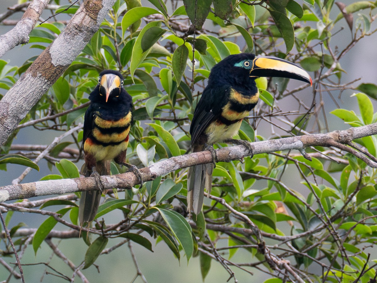 Many-banded Aracari - Chris Fischer