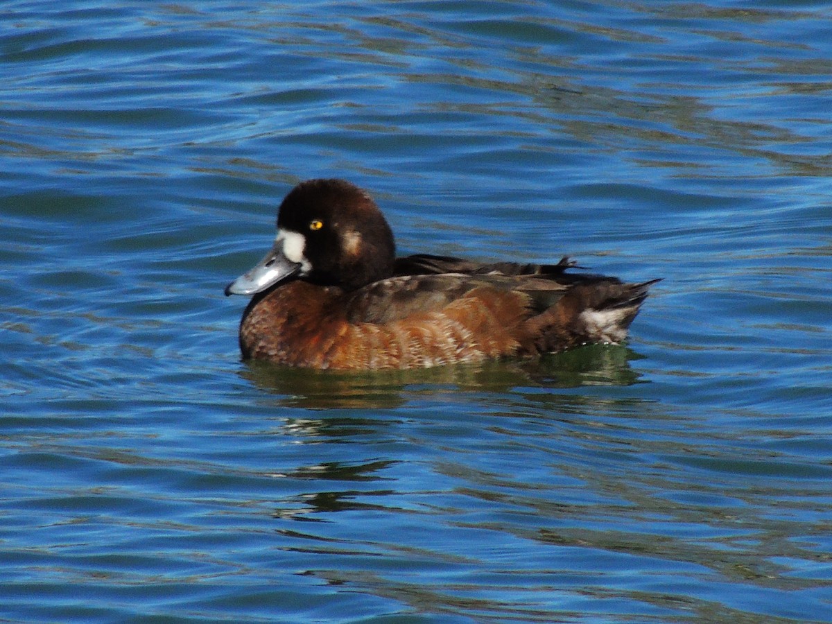 Greater Scaup - ML616380818