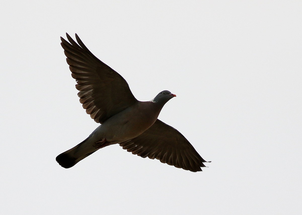 Common Wood-Pigeon - ML616380829