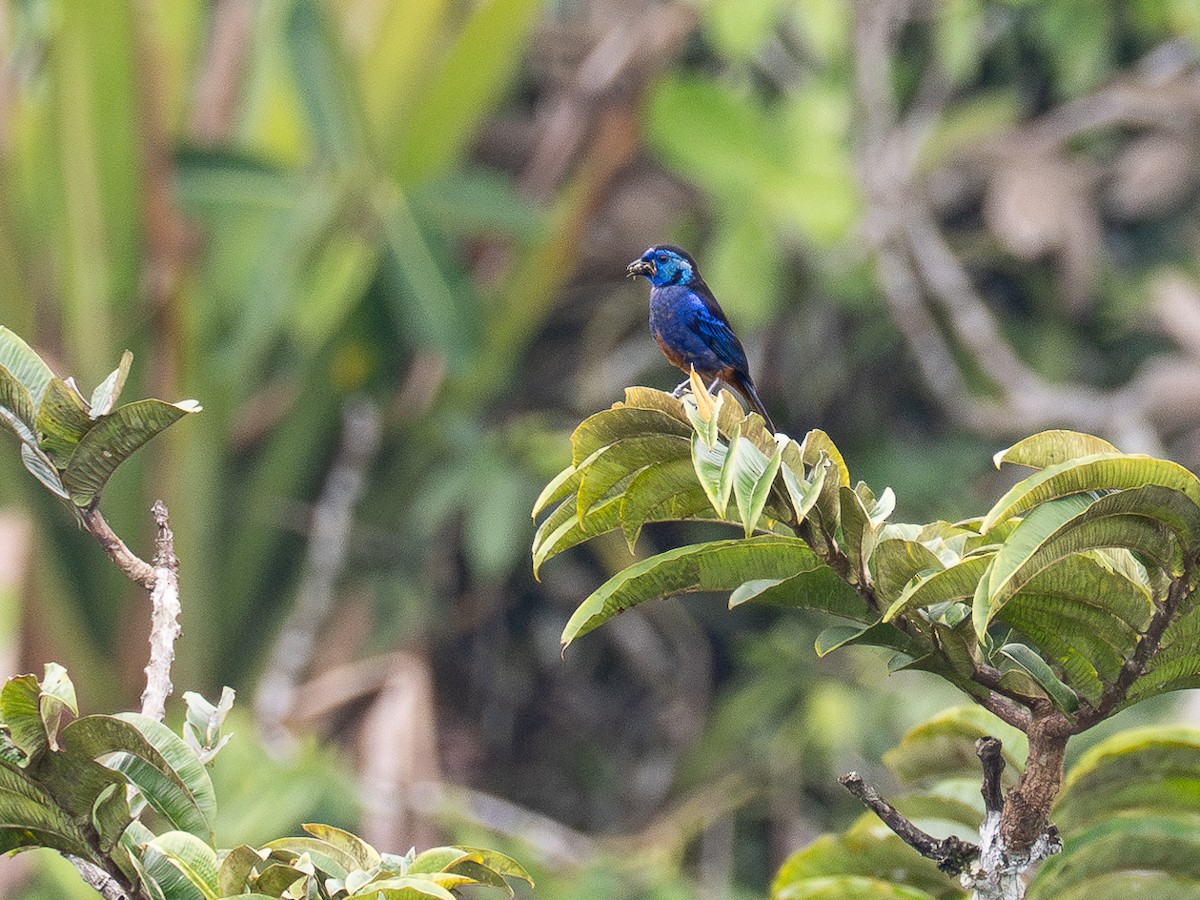 Opal-rumped Tanager - ML616380830