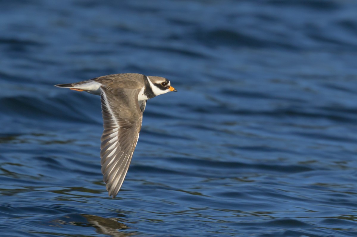 Common Ringed Plover - ML616380841