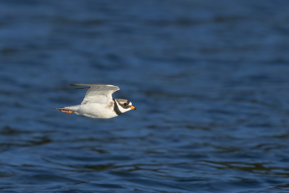 Common Ringed Plover - ML616380842