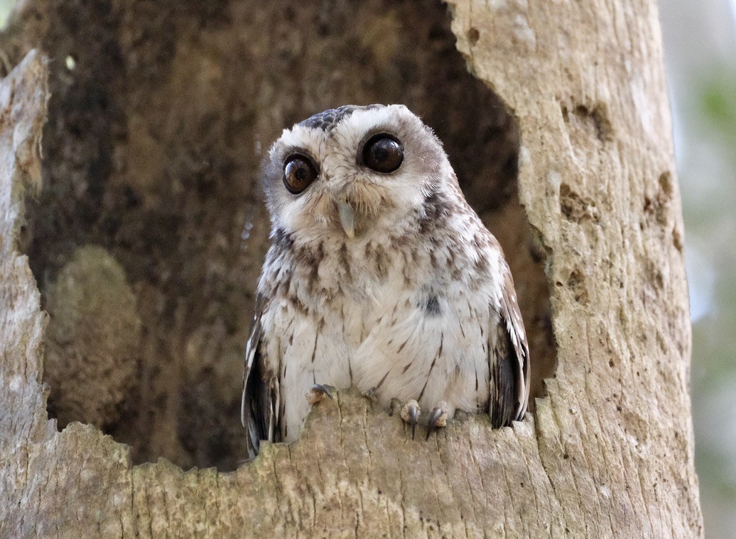Bare-legged Owl - ML616380844