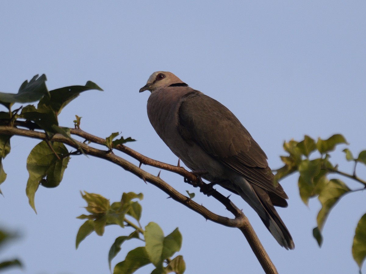 Red-eyed Dove - ML616381012
