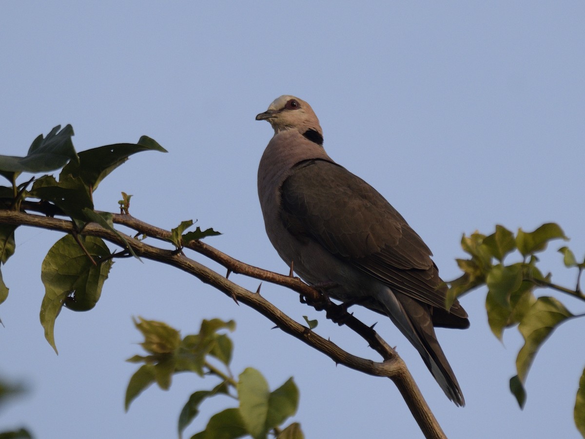 Red-eyed Dove - ML616381013