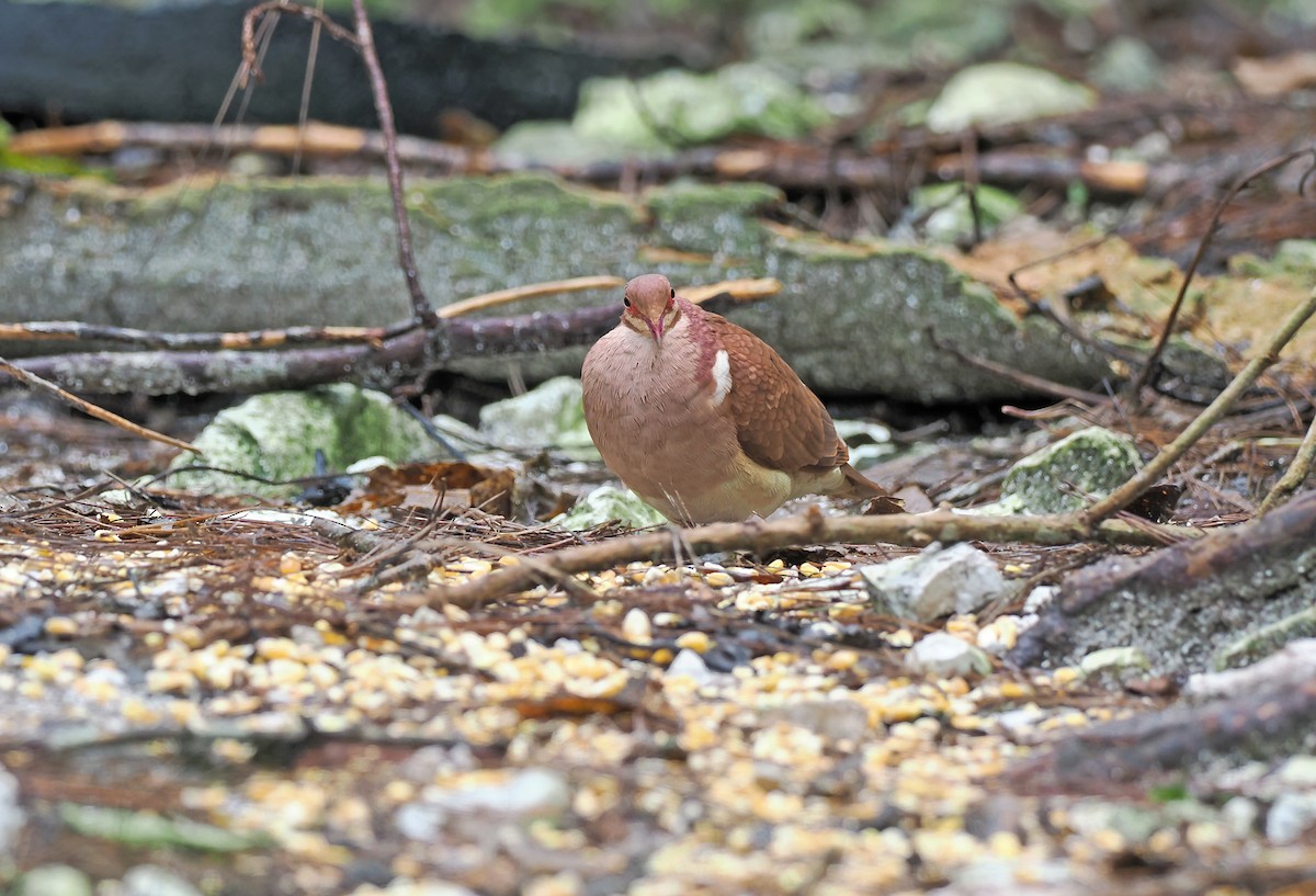 holub hnědočervený - ML616381017