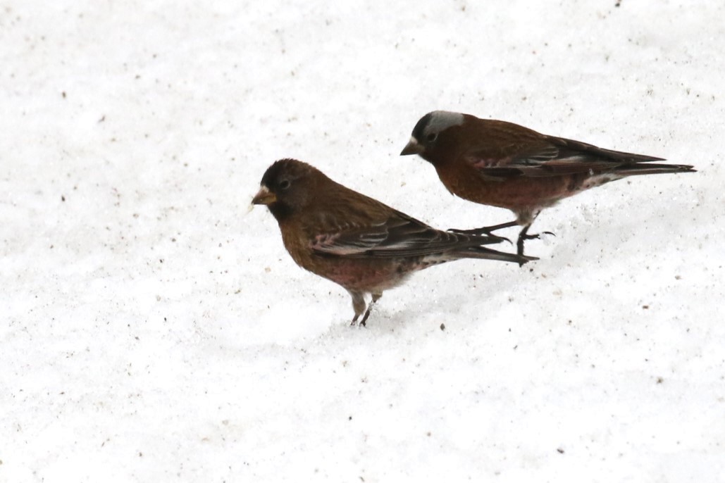 Brown-capped Rosy-Finch - ML616381089