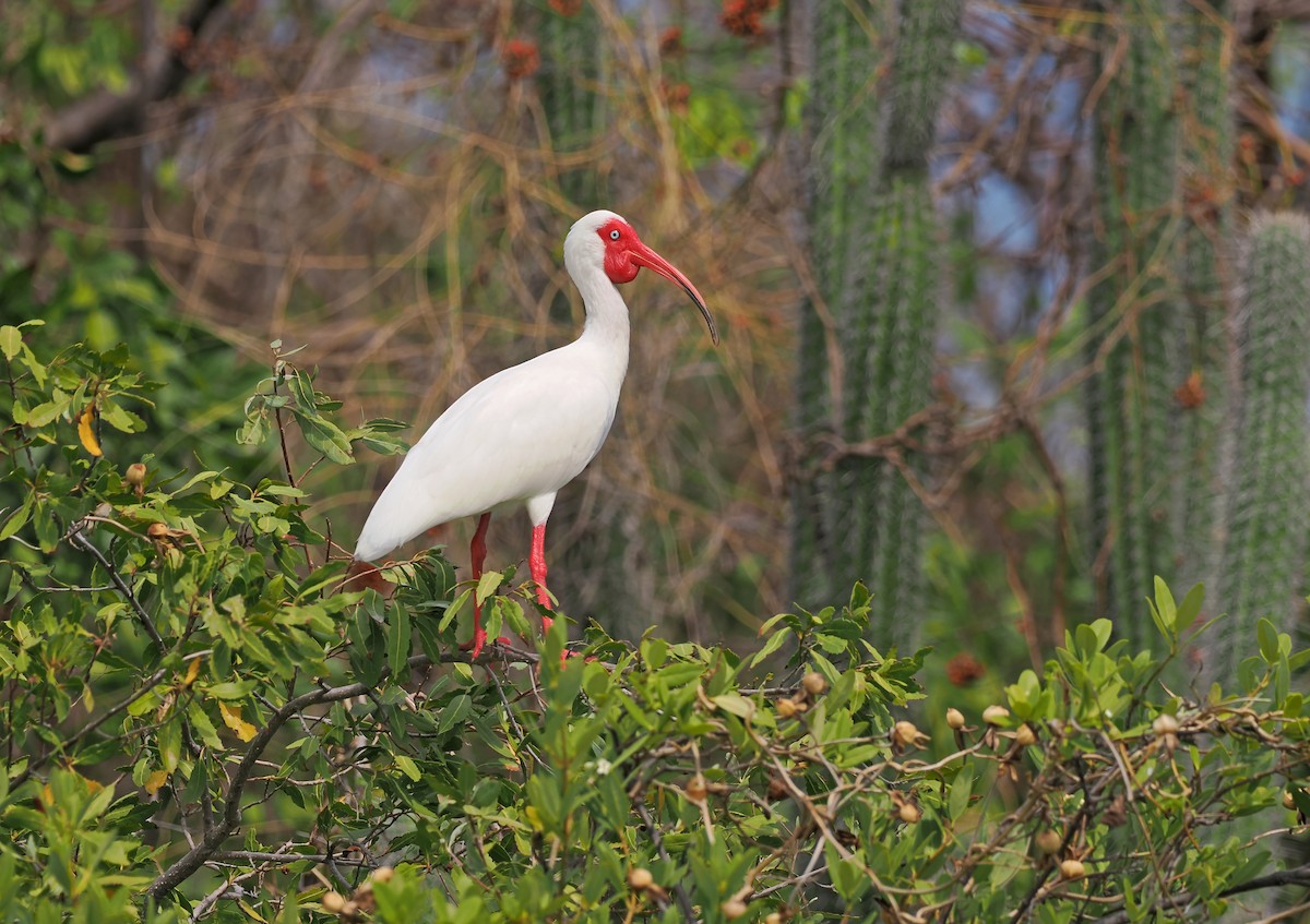 ibis bílý - ML616381110