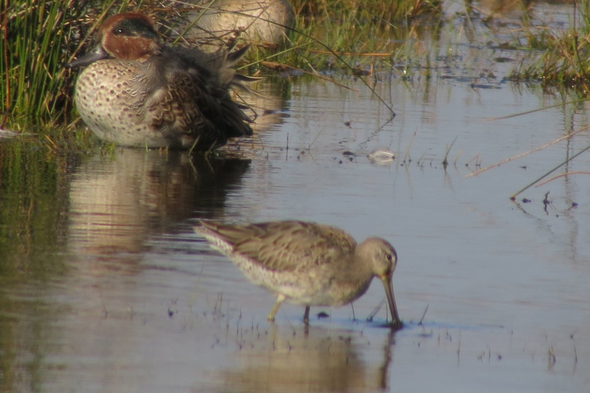 Long-billed Dowitcher - Roly Pitts