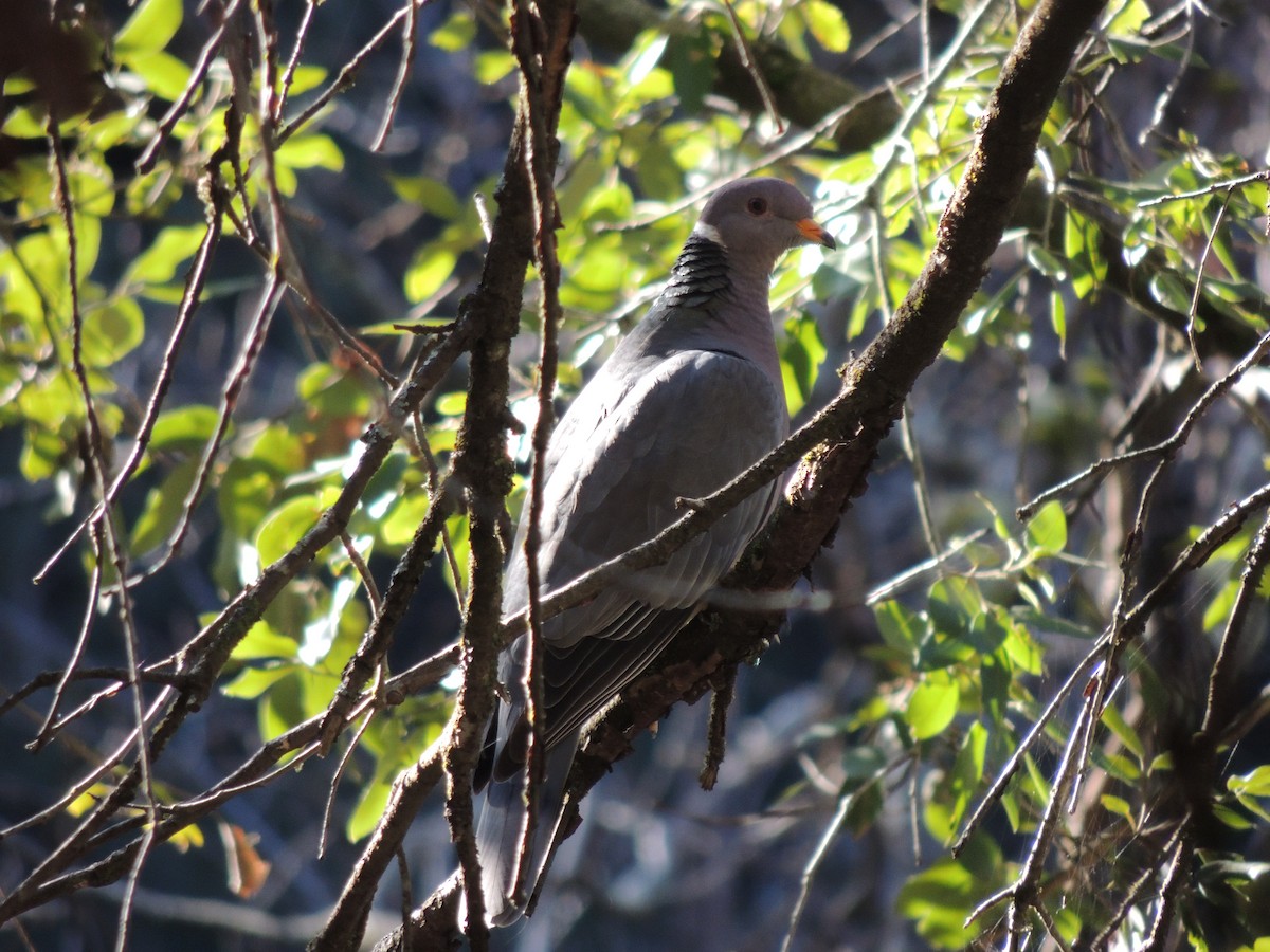 Band-tailed Pigeon - ML616381222