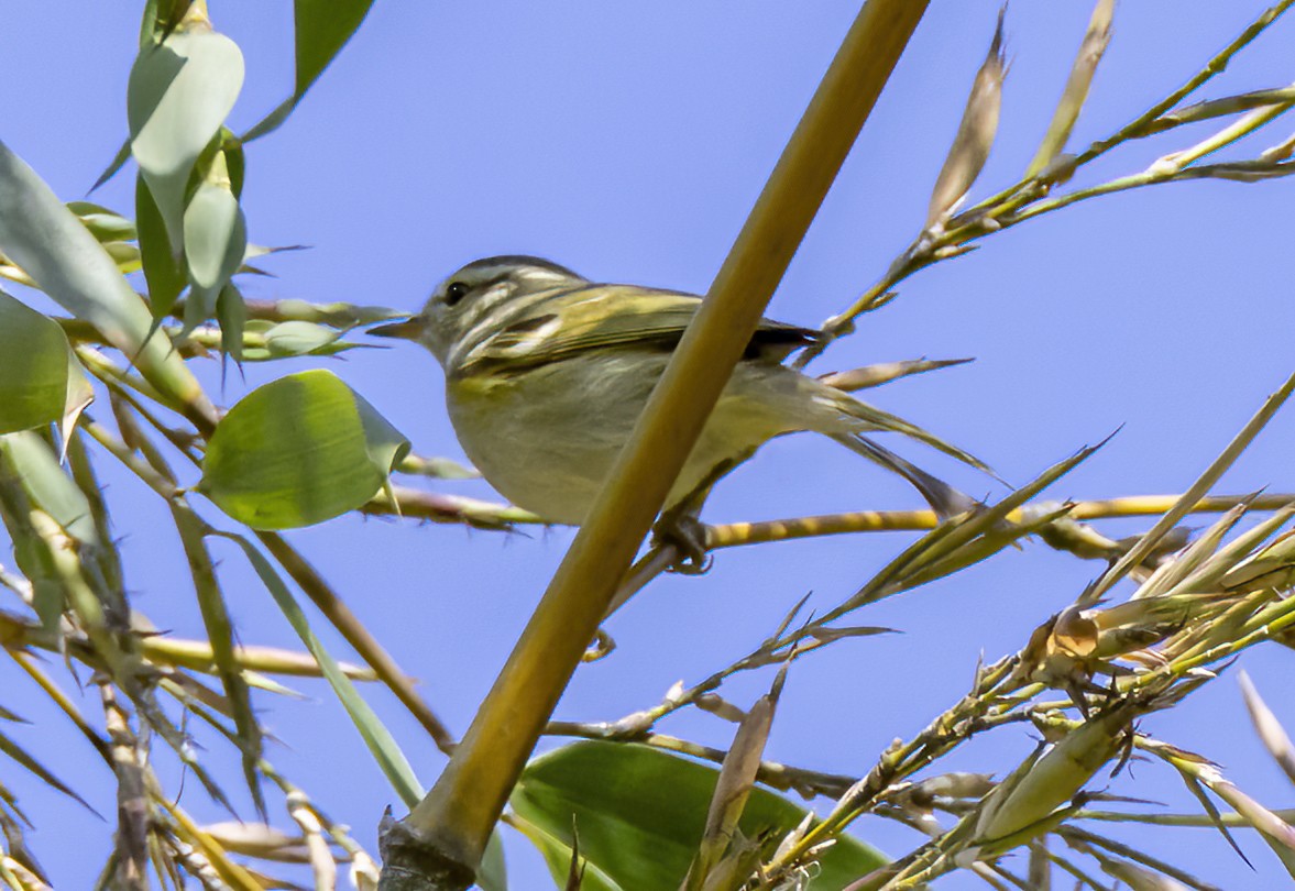 Hume's Warbler - ML616381248