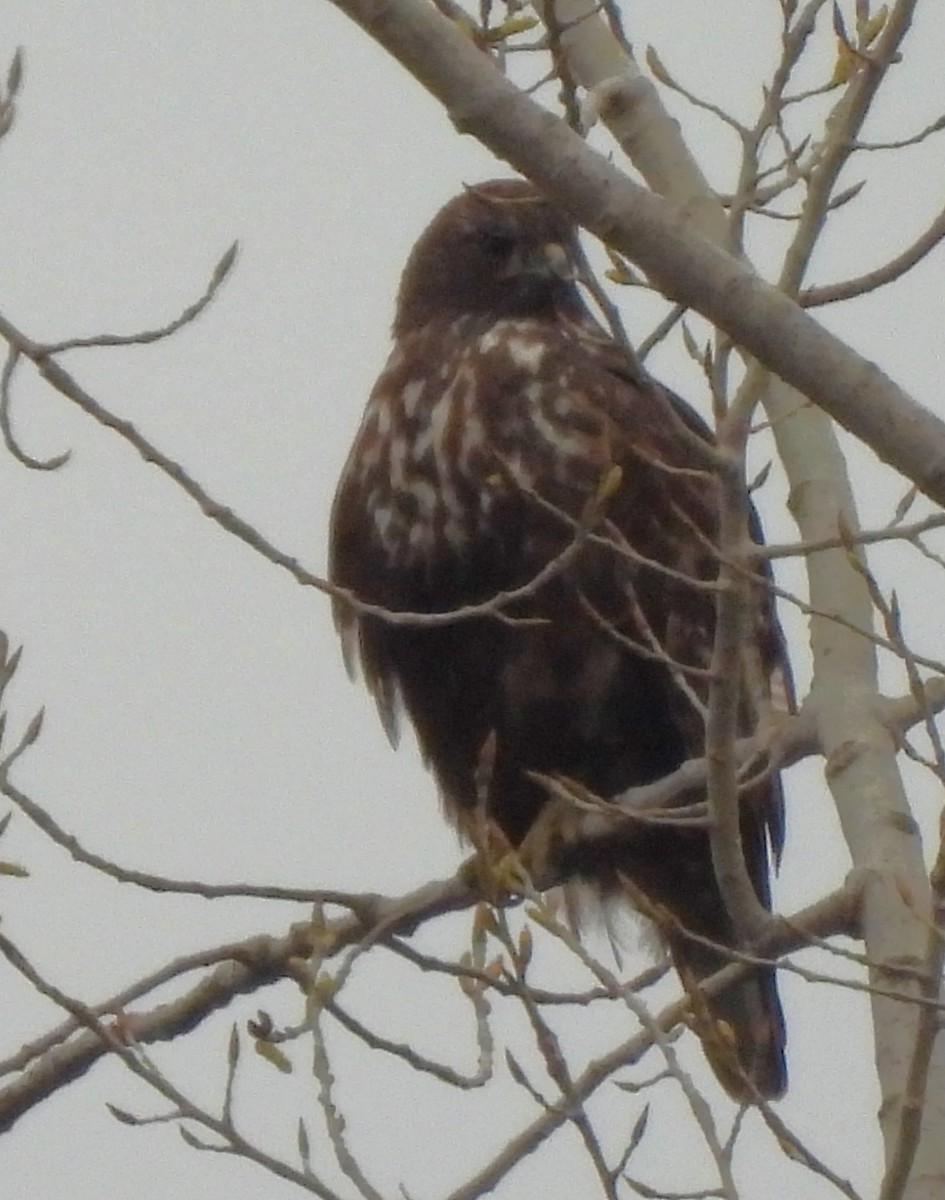 Red-tailed Hawk (Harlan's) - ML616381393