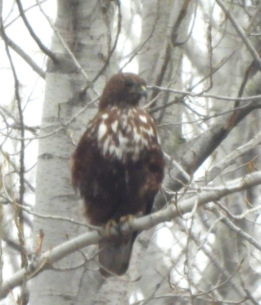 Red-tailed Hawk (Harlan's) - ML616381396