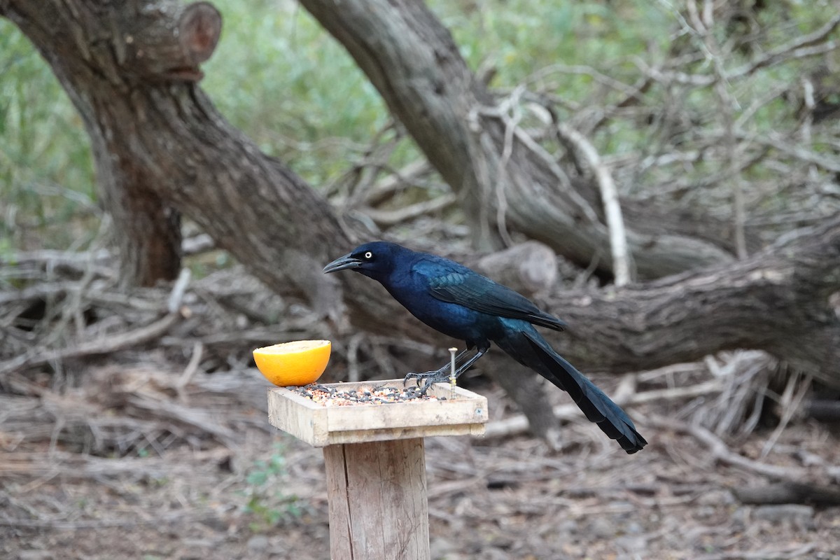Great-tailed Grackle - Sara Griffith
