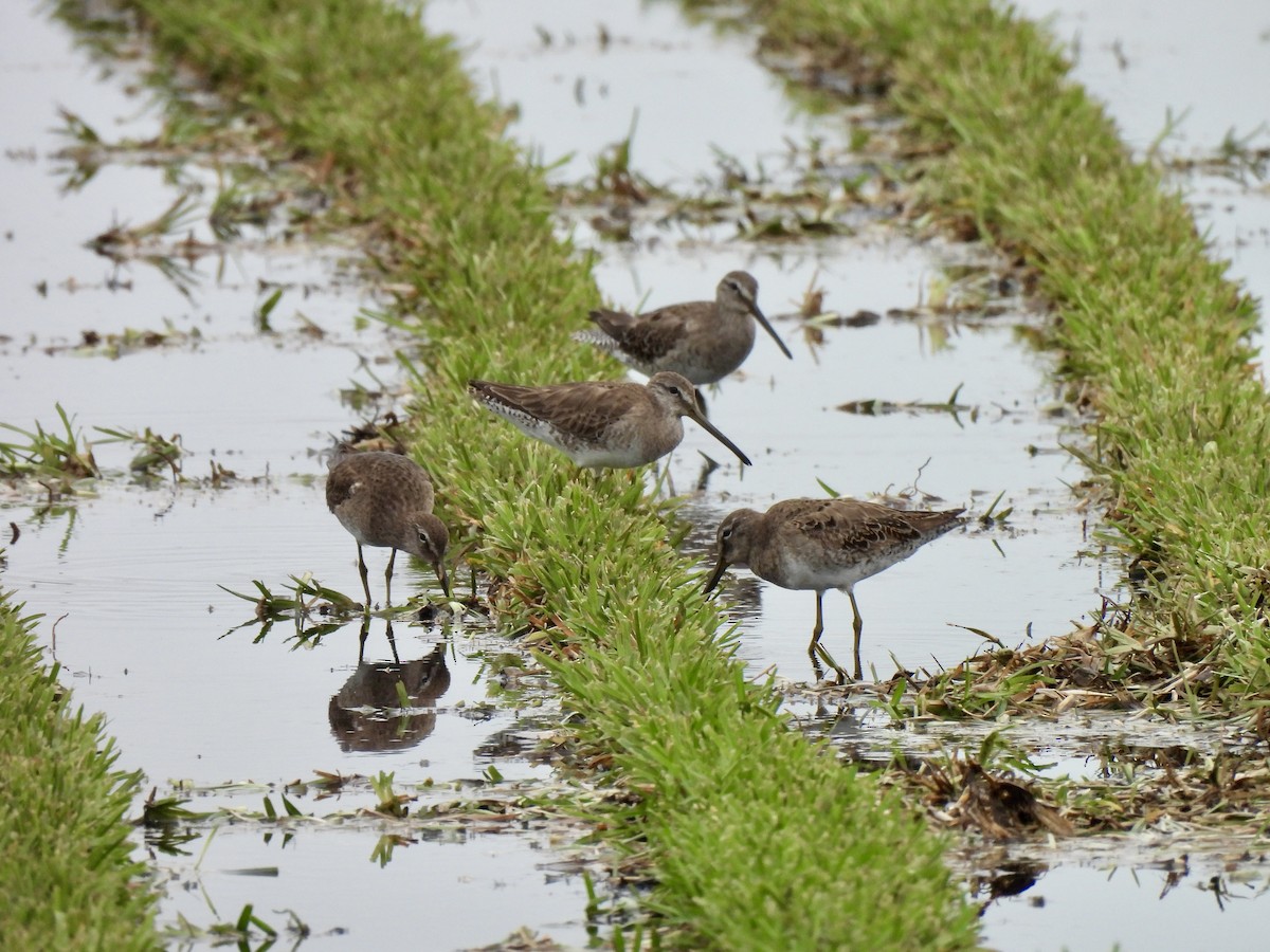 Long-billed Dowitcher - ML616381541