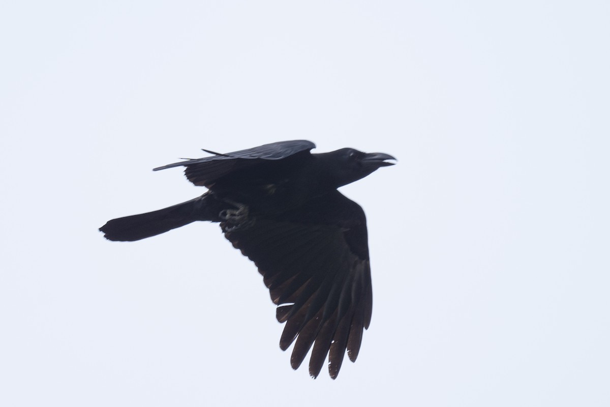 Large-billed Crow - Ross Bartholomew