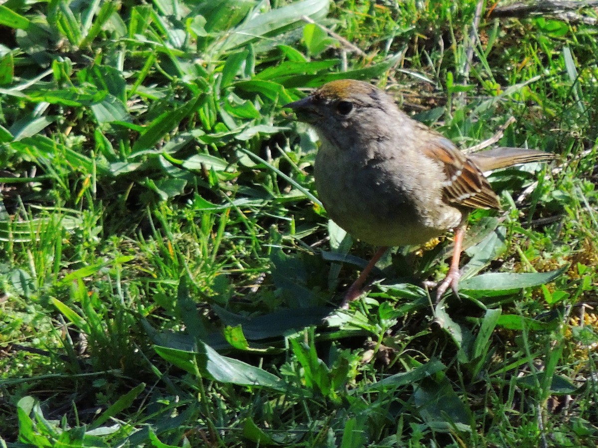 Golden-crowned Sparrow - ML616381643